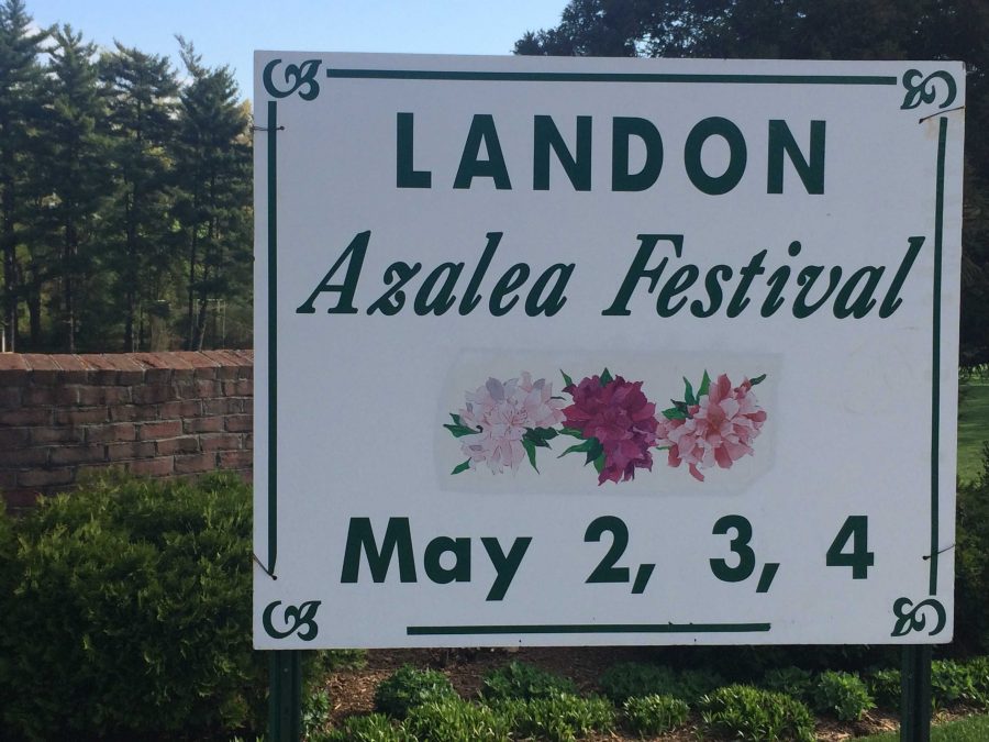 The azalea festival, held at Landon, is taking place this weekend.  Photo by Julia Pearl-Schwartz.
