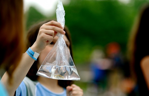 A young girl claims a new goldfish, her prize from the Spring Fair May 13. This years fair welcomed families from the community to enjoy rides, games, musical performances and food for everyone. Photo by Billy Bird.