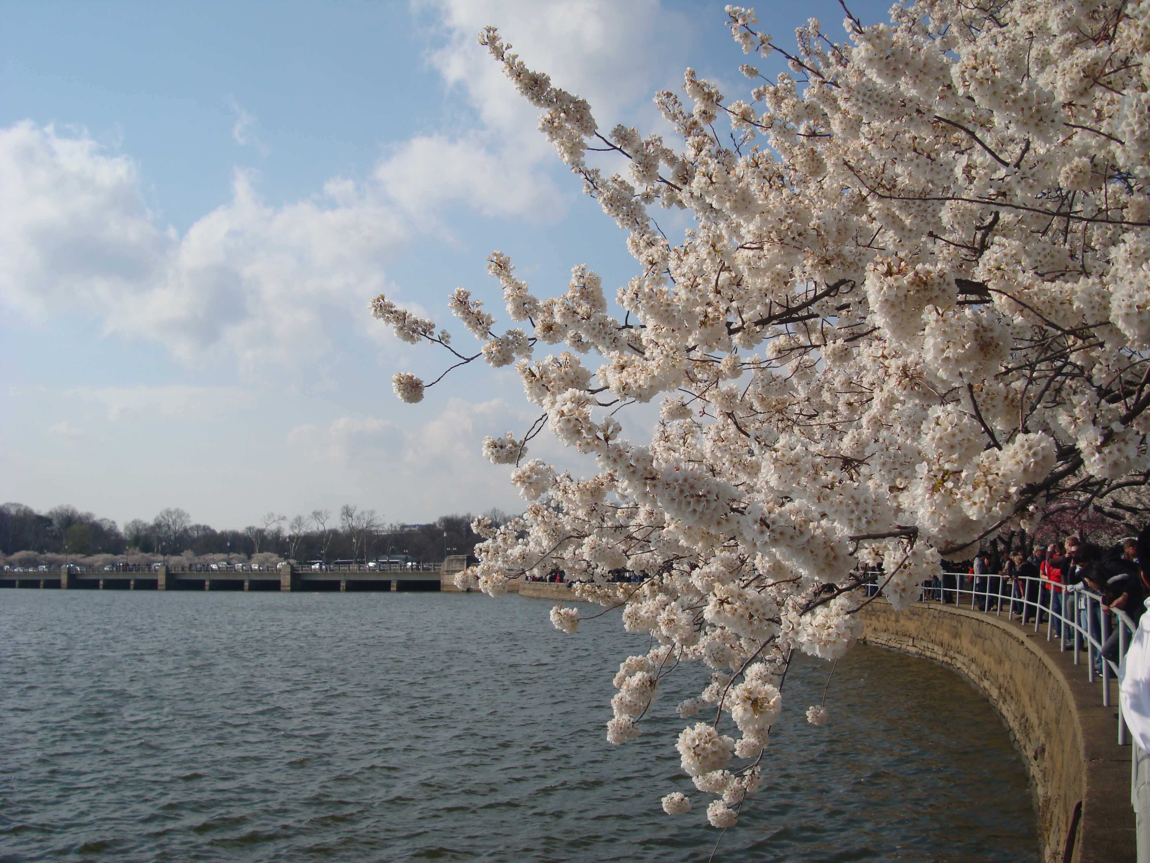 cherry blossom festival tidal basin dc