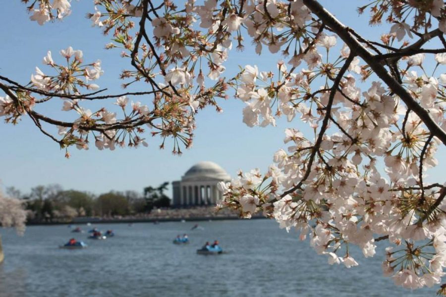 The National Cherry Blossom Festival features artists, music, and food all along the National Mall, including paddle boats in the tidal basin facing the Jefferson Memorial. Photo by Naomi Ravick.