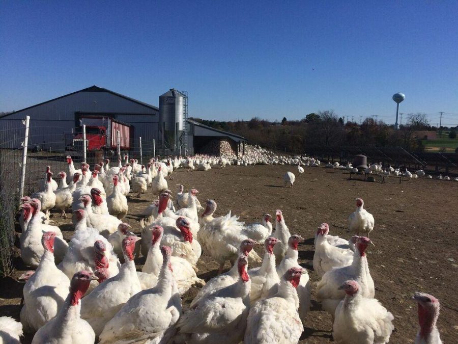 turkey farm tour