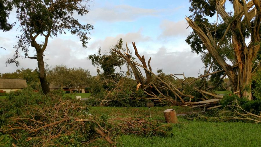 Fallen trees scatter a neighborhood in De;ray Beach, Florida. Hurricane Harvey, Irma and Maria all led to widespread tree damage, power outages and flooding. Photo courtesy Jill Kittredge. 