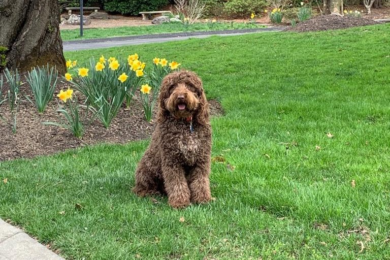 My dog, Calvin, poses in front of the Kenwood cherry blossoms back in April. Throughout our five years together, Calvin has taught me about life in ways that my favorite human mentors never could. 