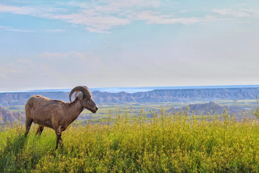 A bighorn sheep pictured in Badlands National Park in South Dakota. Photo Director Annabel Redisch caught a glimpse of animals like the bighorn sheep, American bison, and prairie dogs during her trip through North and South Dakota. 