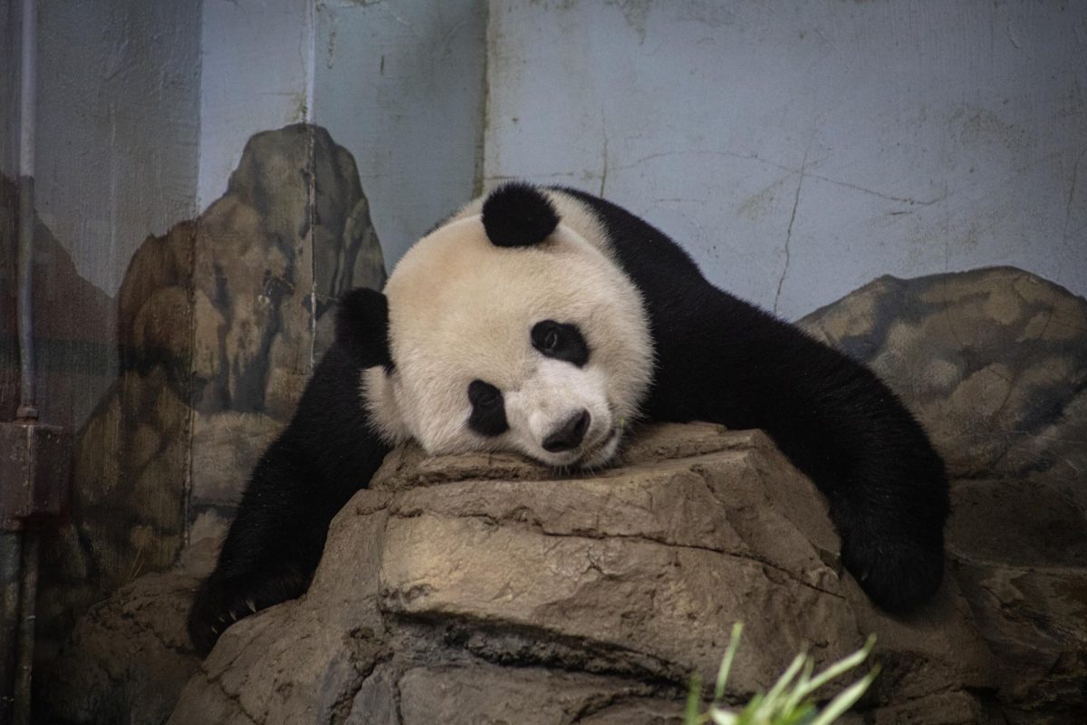 For 51 years, pandas have been an integral part of Washington D.C.’s National Zoo. By Dec. 7, however, all of the pandas currently inhabiting the iconic zoo will return to their home in China.
