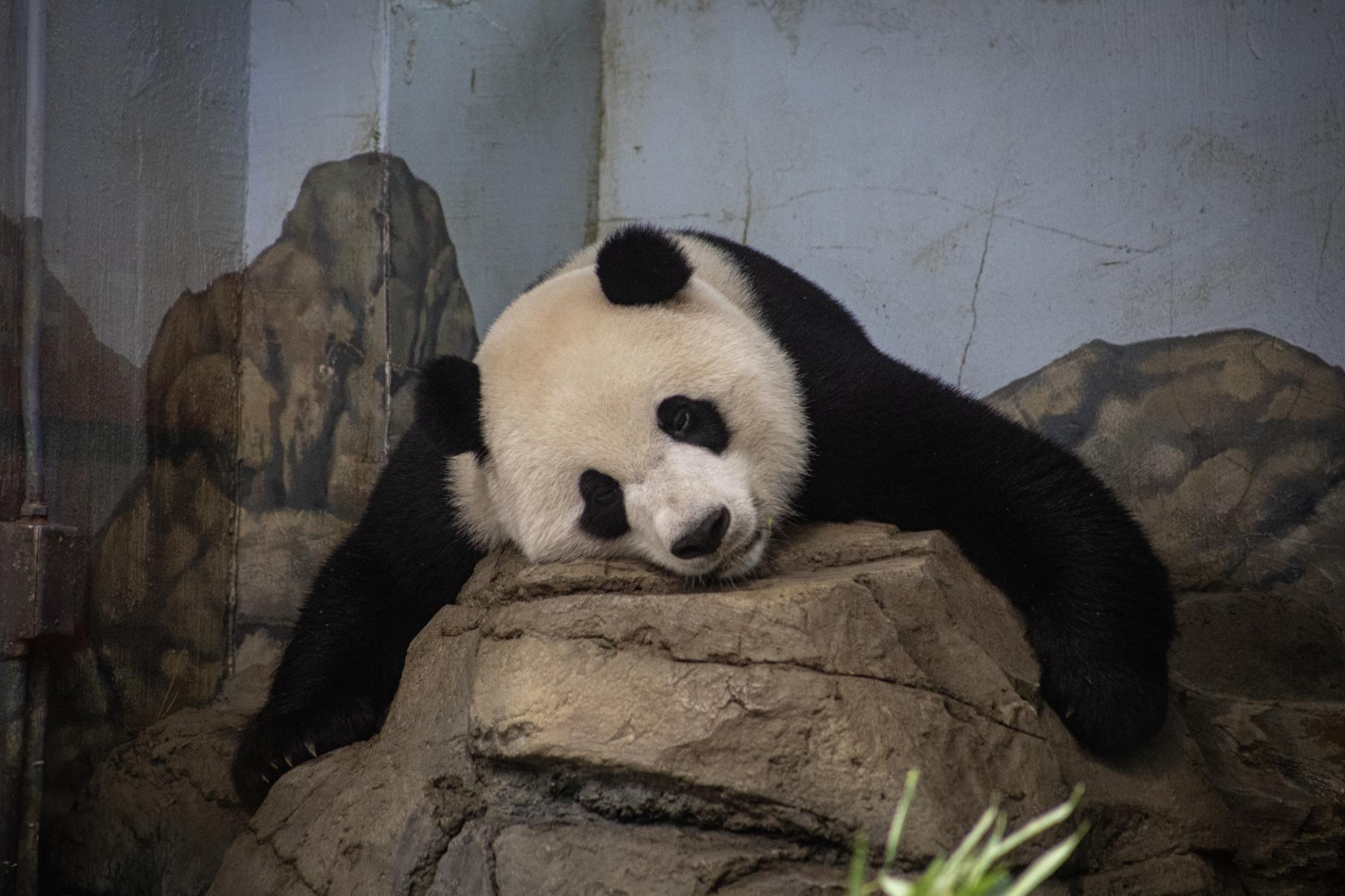 With return of three pandas to China, U.S. could soon have none